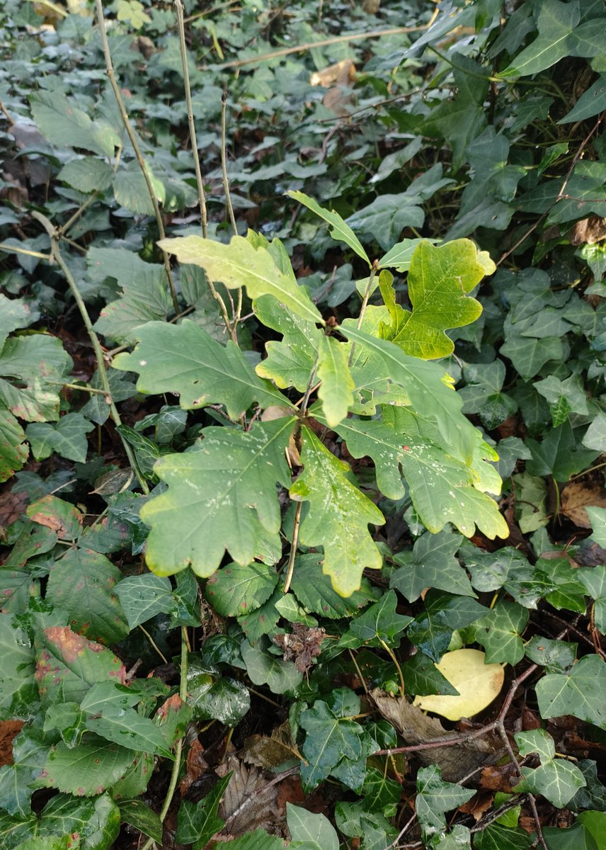 Tree_Folklore's tweet image. Whilst planting some of my remaining acorns I found this little fellow steadfastly refusing to accept that it is December 💚 ❄️

It&apos;s always humbling to stop and think about the centuries that saplings like these have ahead of them 🙏🏻