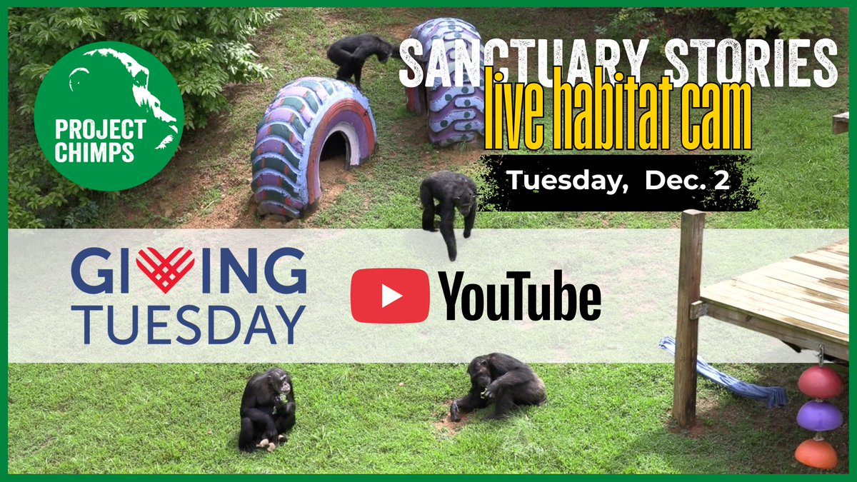 projectchimps's tweet image. JOIN US NOW for a live look inside a chimpanzee sanctuary habitat!!

In honor of #GivingTuesday, we're GOING LIVE on YouTube right now! Join us and learn all about this incredible animals and the amazing people who work with them!
youtube.com/watch?v=ePMhPW…