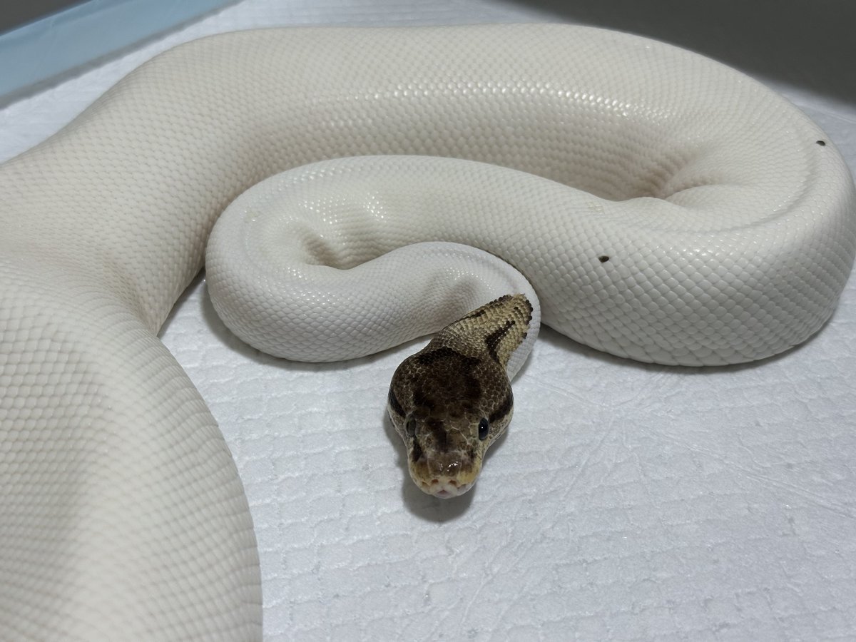 RAIKA_BP_JP's tweet image. 顔面お洒落さん🩰🤍🪞🪄⟡.·.⋆𝜗𝜚
#オッドアイ
#ballpython
#ボールパイソン