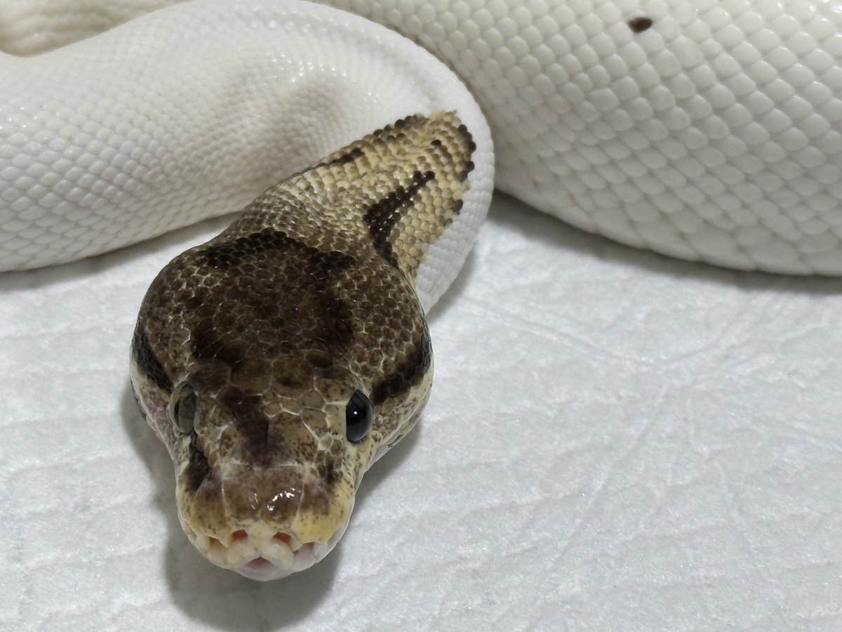 RAIKA_BP_JP's tweet image. 顔面お洒落さん🩰🤍🪞🪄⟡.·.⋆𝜗𝜚
#オッドアイ
#ballpython
#ボールパイソン