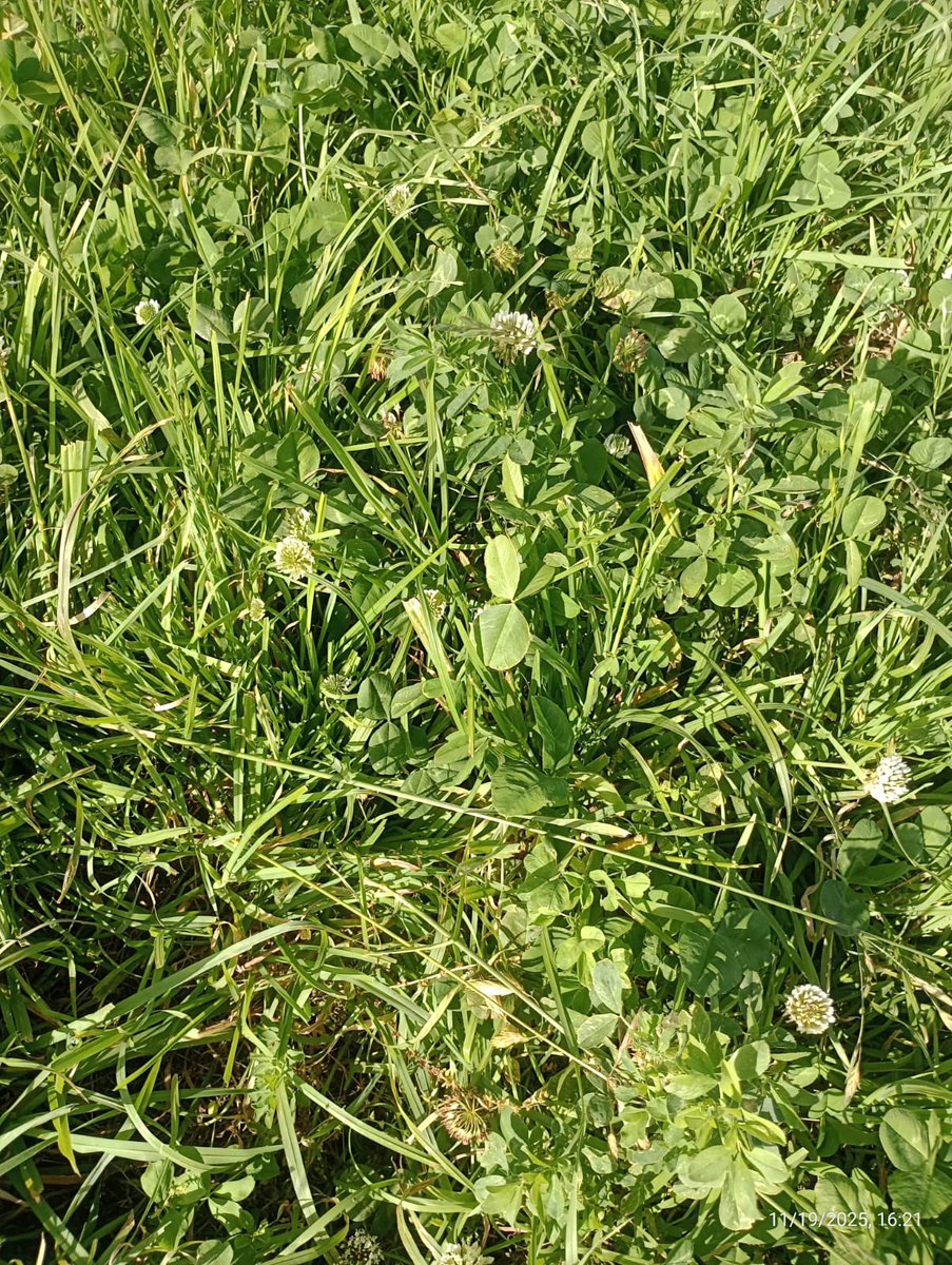 👨‍🌾 <a href="/RaulojMartin/">Raul Martin</a> 
📍Santa Laura, Azul (prov. Buenos Aires) 
🗓️Fecha de siembra: 15-5-25
☘️Pastura a base de Alfalfa, cebadilla, pasto ovillo y trébol blanco.

Muy buena implantación, gran tolerancia al exceso hídrico del invierno.

#SomosAGRONOMIA