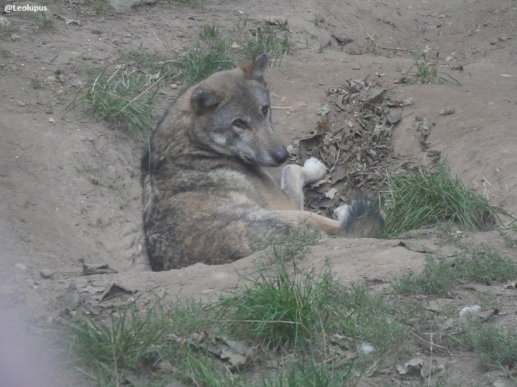 Leolupus's tweet image. European wolf taking a break.
#wolves #animals #wildlife