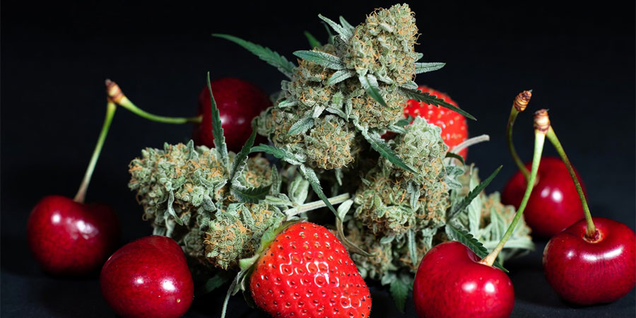 Cannabis and Caregiver Burnout: CBD for Stress Without Sedation
CBD for caregivers: lower daily stress and stay sharp for meds, driving, and decisions. Real daytime doses that calm without fog, plus simple rules to keep you safe and functional.
cannawayz.com/blog/health-st…