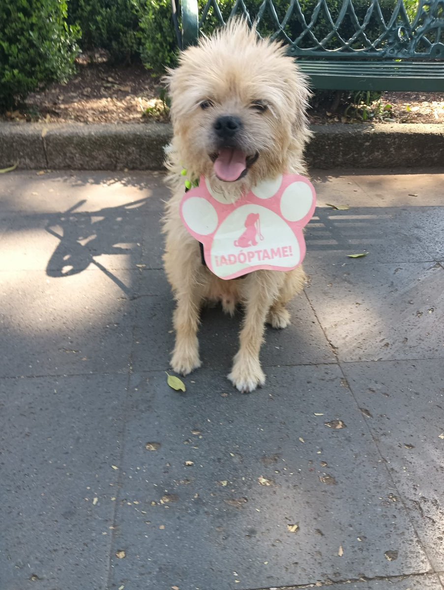 VIBRAmascotas's tweet photo. Obi sigue en busca de una oportunidad, es talla chica, amigable con otros perritos , es muy tierno 
Urge una familia para el por favor 🙏🏼 
Wats 5548724347
#AdoptaNoCompres https://t.co/mfIer1wBCc