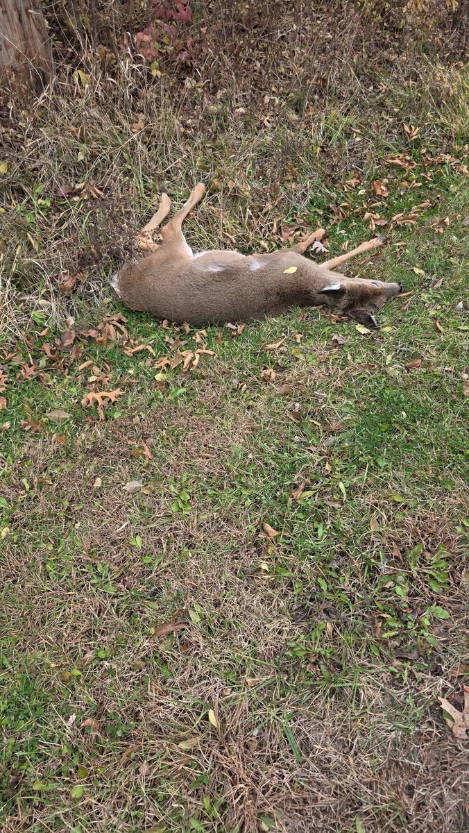 UziCryptoo's tweet image. I&apos;m fine, but my car and the deer are not. 

Slammed on my breaks, but not in time. Poor deer 🦌 😢

What a shitty day
