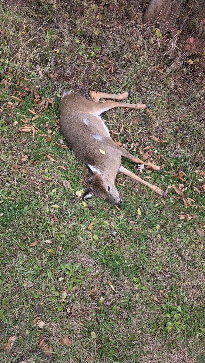 UziCryptoo's tweet image. I&apos;m fine, but my car and the deer are not. 

Slammed on my breaks, but not in time. Poor deer 🦌 😢

What a shitty day