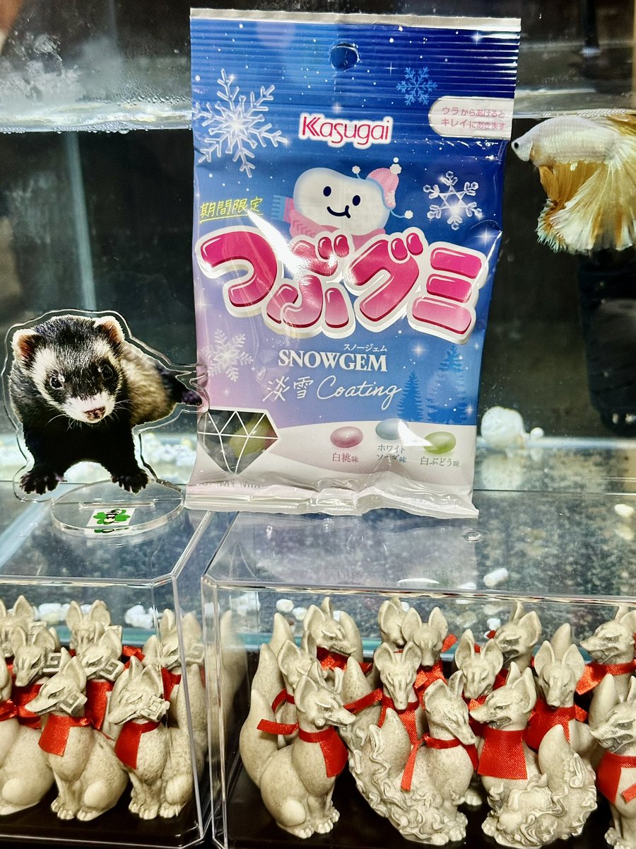 3つの味のつぶグミ❄GEMお楽しみに、おやすみいたち🩷また明日ね〜🤗