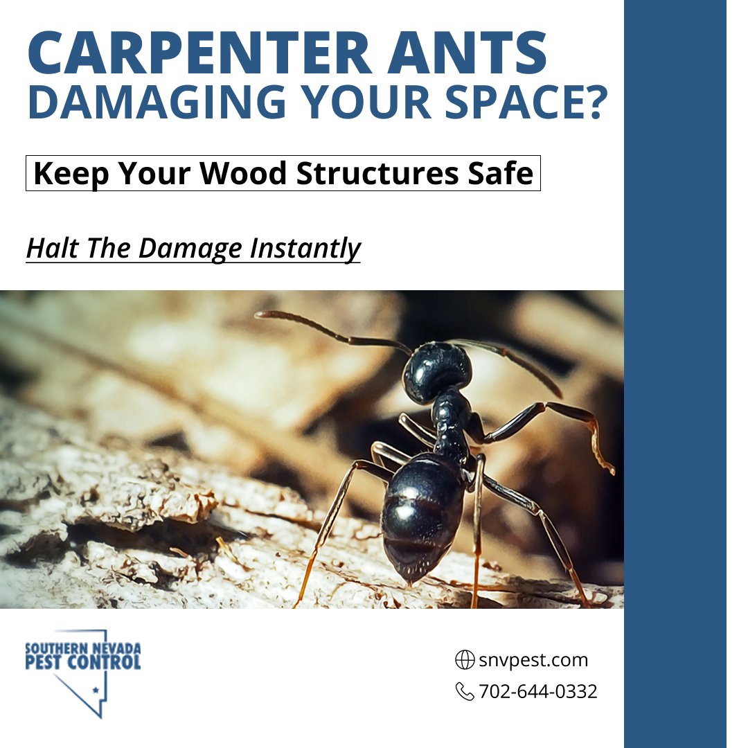 SNVPest's tweet image. ⚠️ Carpenter Ants Tunneling Through Your Wood? 🐜
We’ll eliminate the colony and stop further structural damage! 🚫

Act Now Before Repairs Get Costly!
📞 702-644-0332
🌐 snvpest.com

#CarpenterAntExtermination #PestControlExperts