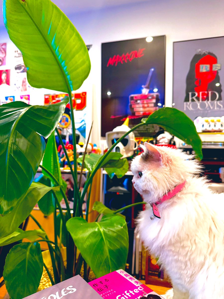 ♡クタさまおまとめです♡ Post by Q-TA on X: 可愛すぎるやろ…