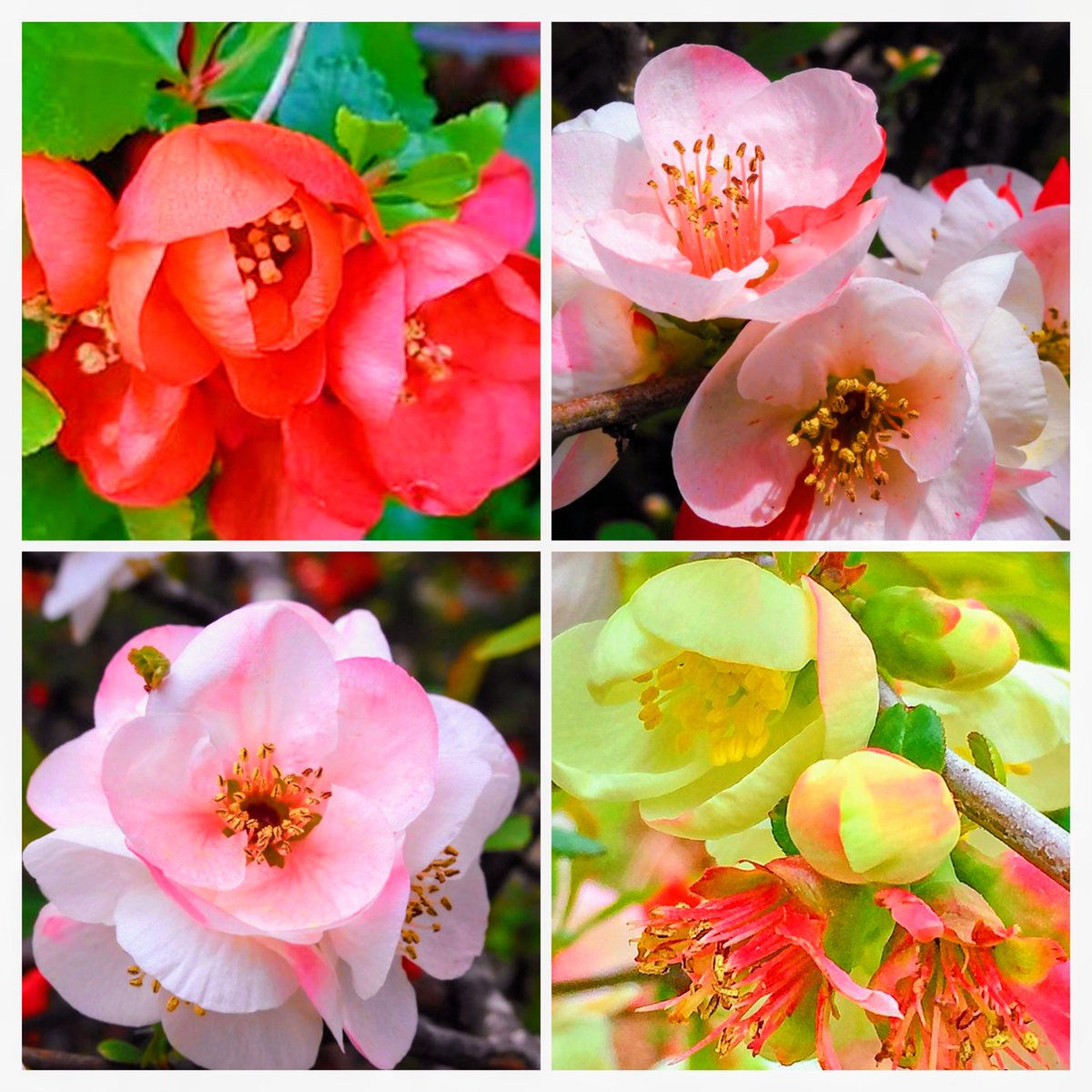 🍒✨のん✨🍒のんちゃん❤︎ポスト📮見てね🍀 (@auUuF4SrC9SuGMY