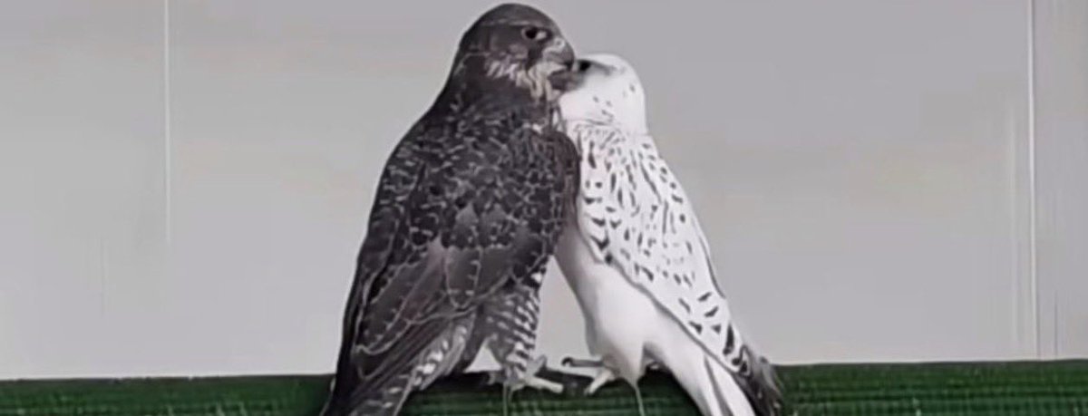 الحب والطيب وانفاس المطر والوقار
« اشياء ماتشتريها الناس بفلوسها » .