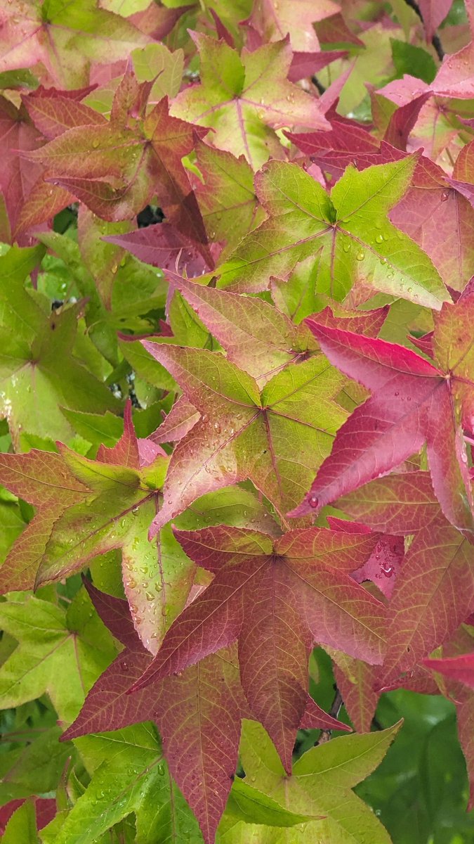 curious_stack0's tweet image. Fall over the years