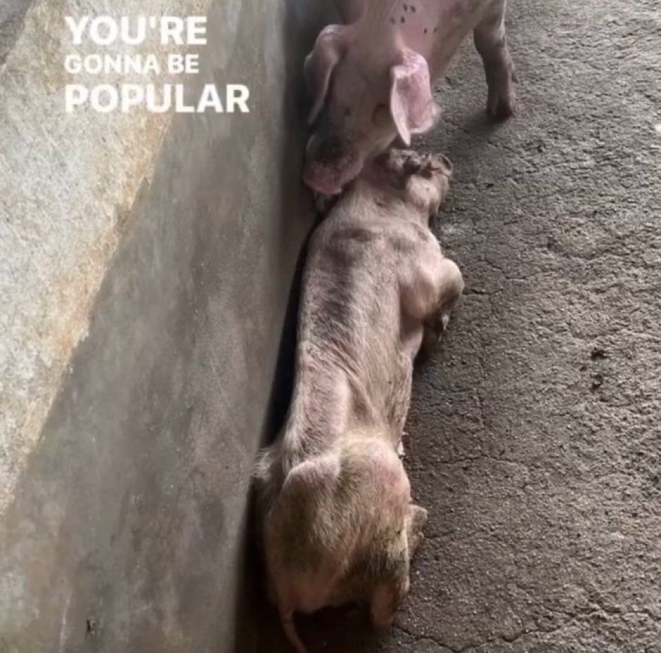 queria emagrecer mas sem fazer nada pra isso acontecer