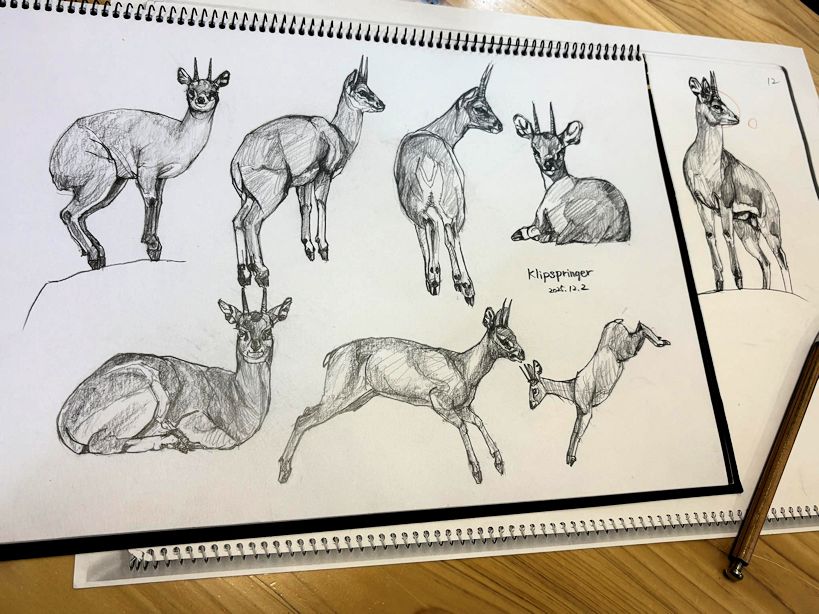 haiiromizunagi's tweet photo. いつもの所ⅠとⅡにて #クリップスプリンガー #Klipspringer #Oreotragus #Oreotraginae #Bovidae を #北星鉛筆 #大人の鉛筆 で #スケッチ #ドローイング 今日も予定は盛沢山‥1つ終えても、次々と新たに増えてキリがない。兎に角、今日の分を終了し、描き時間に‥T先生の指摘で胴回りを小柄に描いた。 https://t.co/xbdXRLxq3U