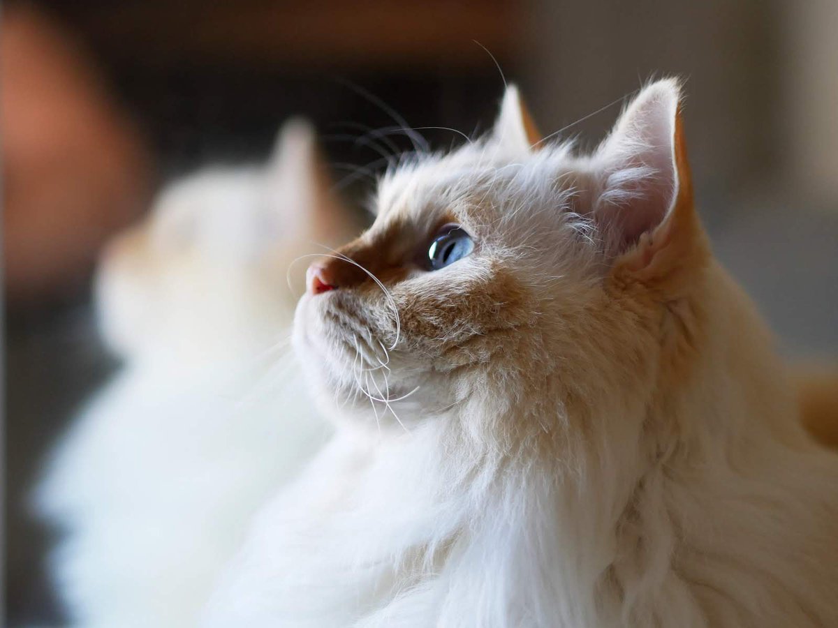 aprkim's tweet photo. A small tribute to Toothless 🐈 — his life, his last days, and the love 📷 he left behind. 
https://t.co/bpOpUQt5QF https://t.co/BZc1UjKaSm