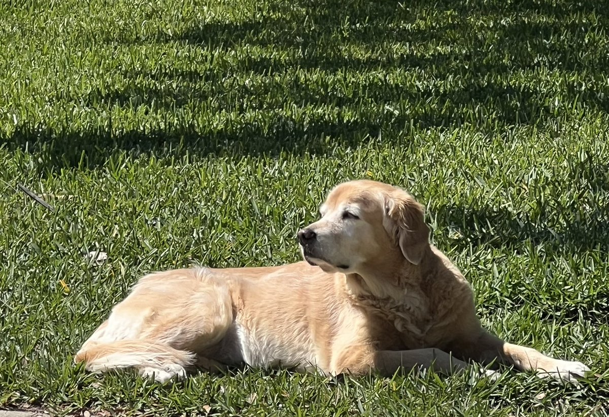 Tom Calabro tweet media