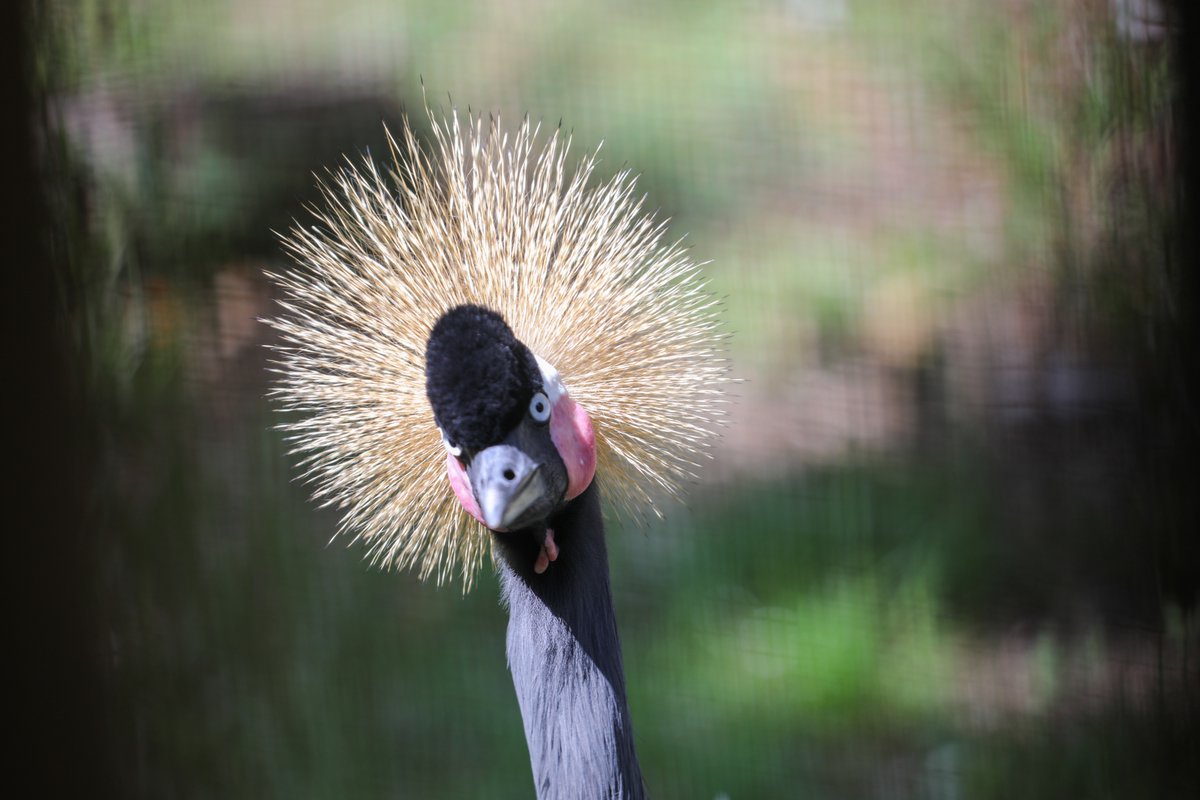 StAugAlligatorFarm tweet media