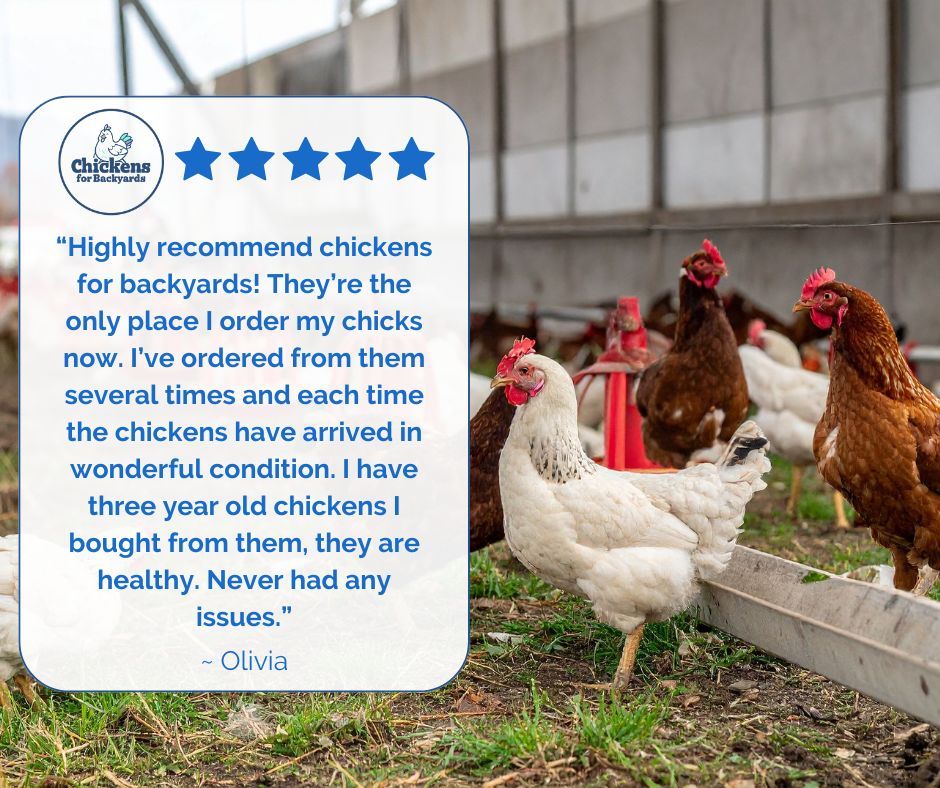 AFowlDay's tweet photo. We take pride in raising chicks that grow up to be healthy, happy chickens. Just like this customer, you can trust Chickens for Backyards to help build a flock that lasts for years.

https://t.co/GdVZ9L4pDG 
#chickens #hatchery #backyardhatchery #farmlife #backyardchickens https://t.co/xD2zM0GjZT