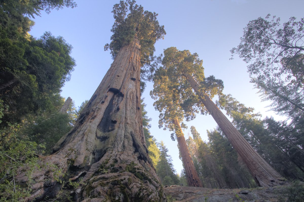 The deceptively-named “Save Our Sequoias Act” has been introduced in Congress.

In reality, the bill would do immense and unnecessary damage to the wild groves of giant sequoias in designated Wilderness.

Write your rep today to Keep Wilderness Wild —&gt; wildernesswatch.salsalabs.org/hr2709/index.h…