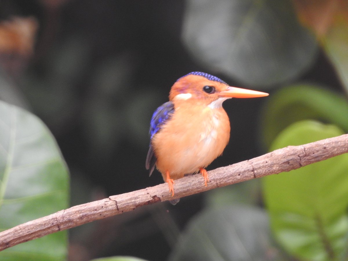 Alan Ball tweet media