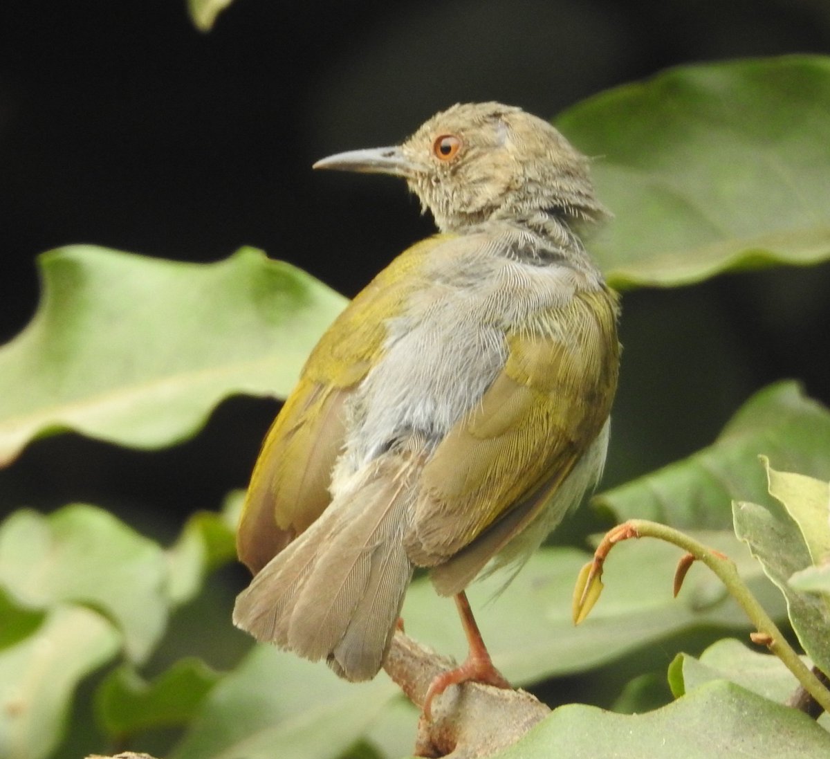 Alan Ball tweet media