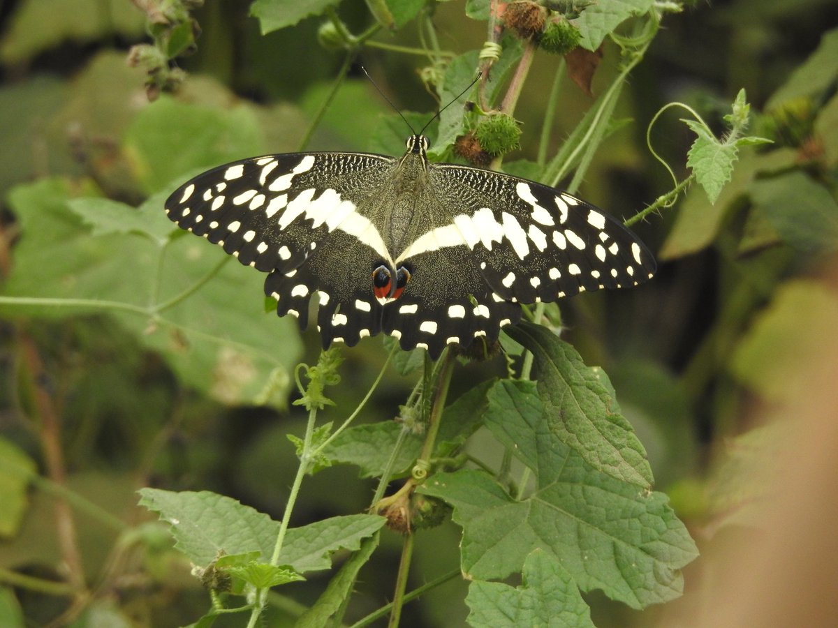 Alan Ball tweet media