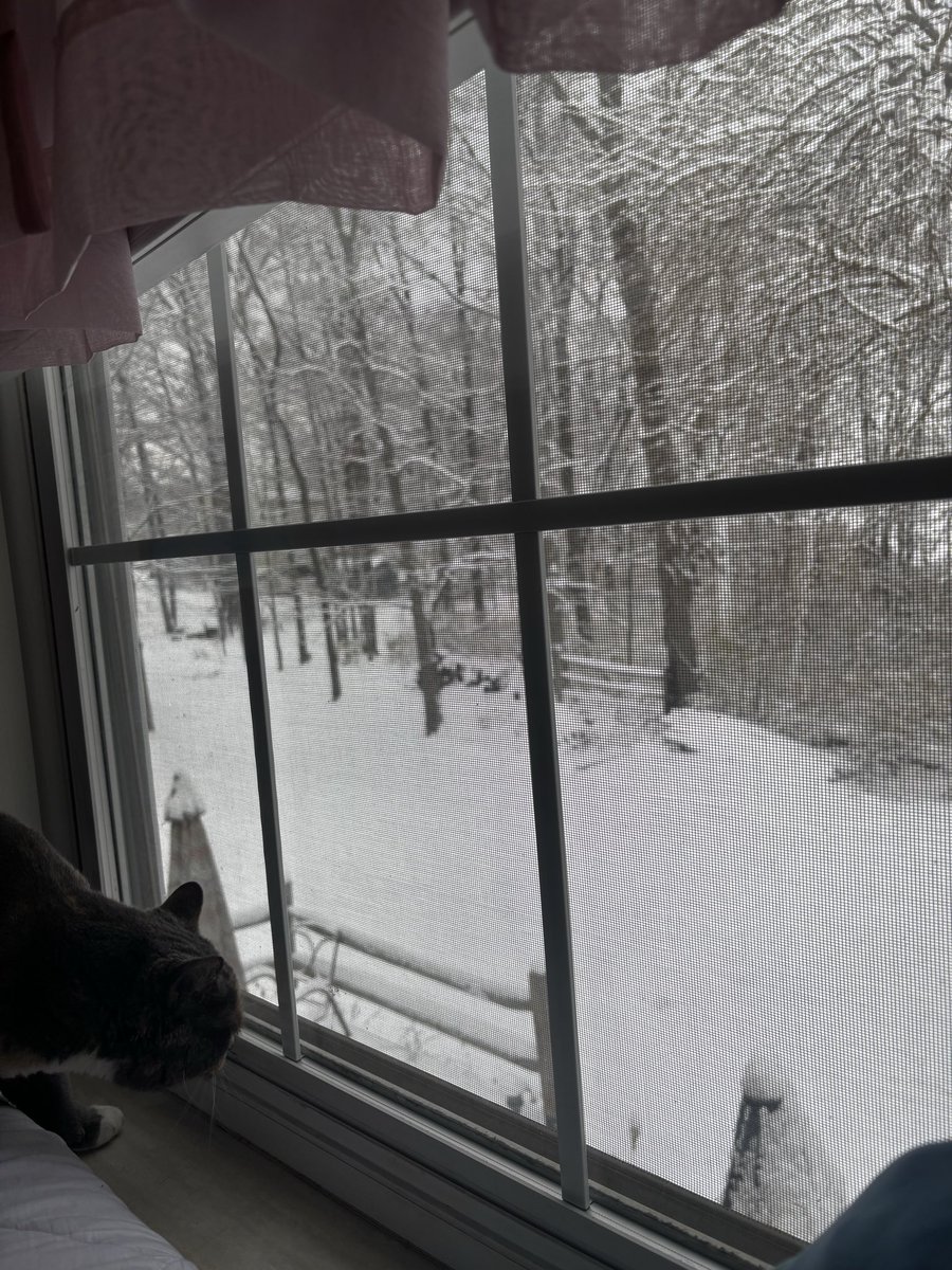 pinkiejinki's tweet photo. #Snow #Snowday #PennyinTheSnow #TheSnow516 #Play #PlayinginTheSnow #Fun #Yay https://t.co/GMoKvVsjxM