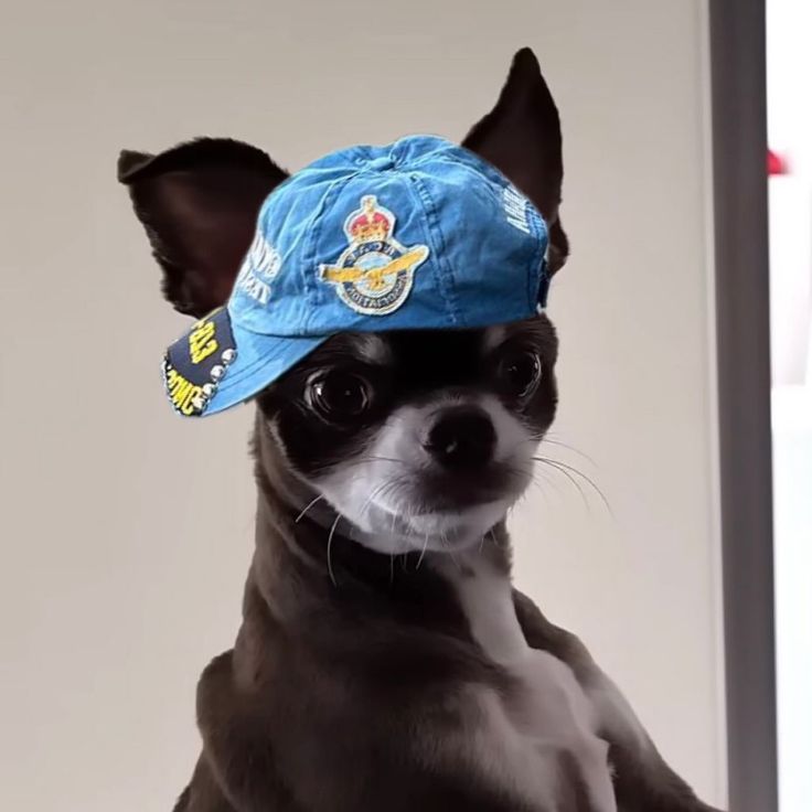 keonhomine's tweet image. The pet                             The owner