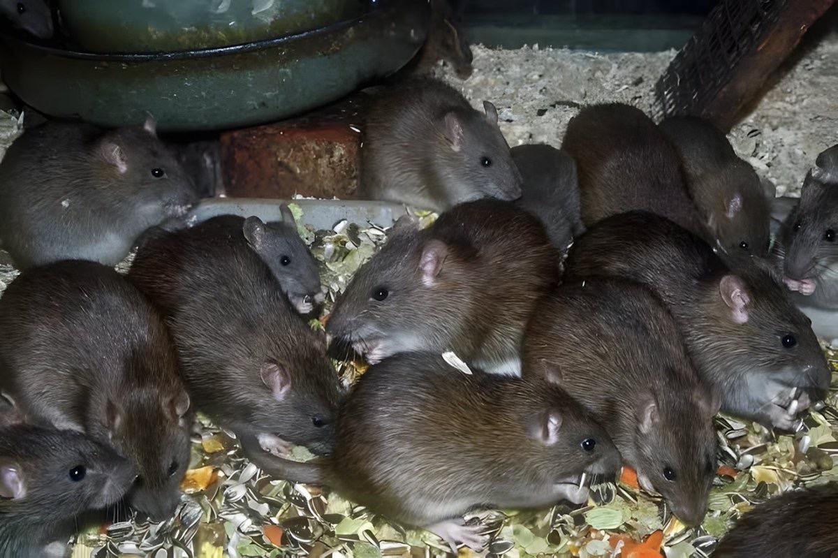 A group of rats 🐀 is called??