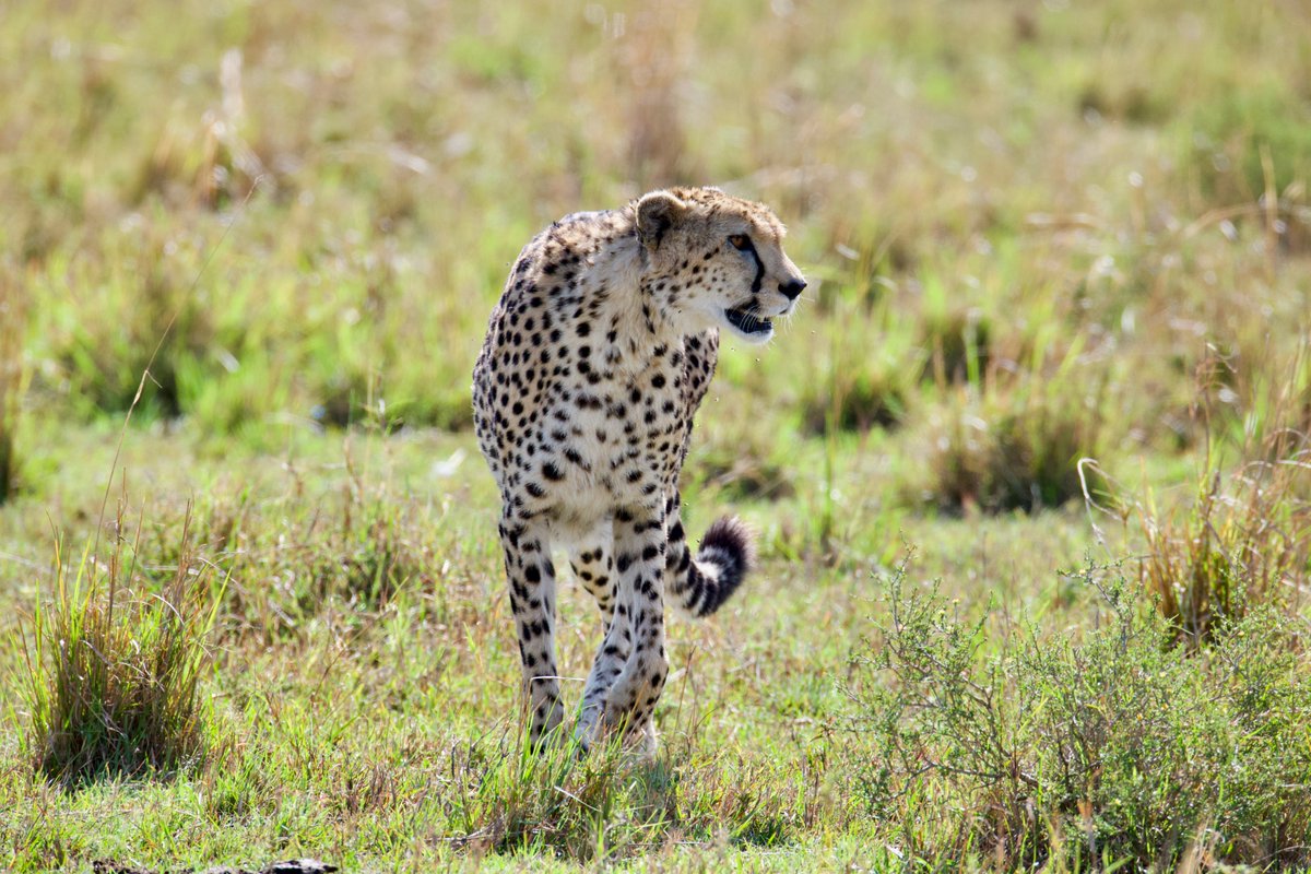 Simon Reeve tweet media