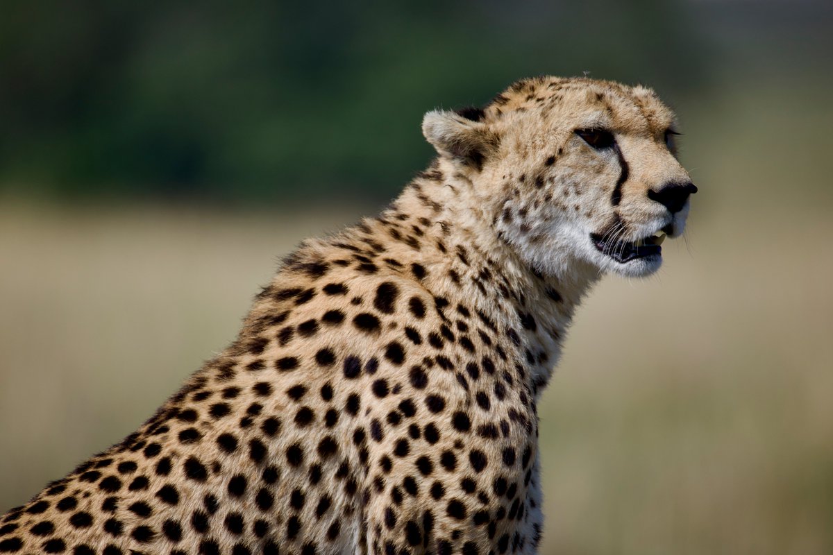 Simon Reeve tweet media