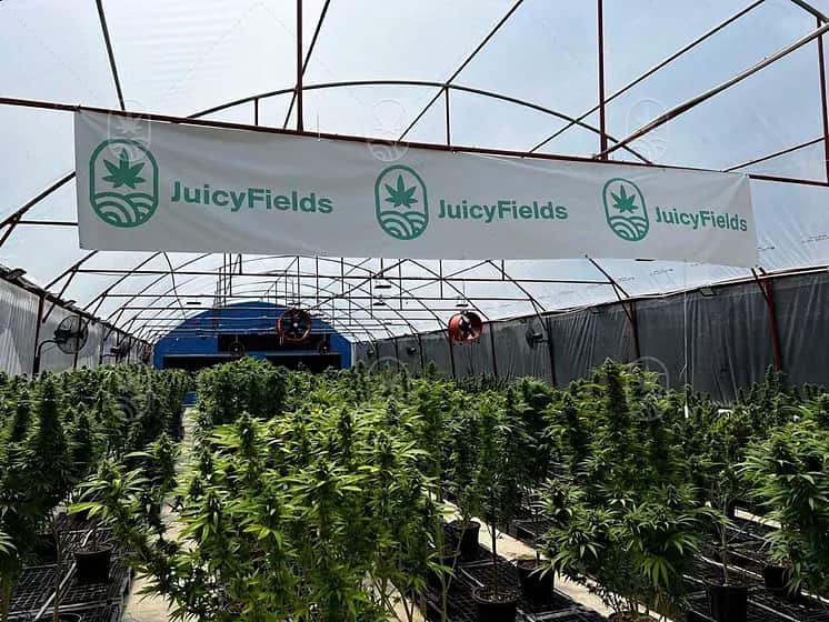cryptoripnet's tweet photo. The Green Madoff: How the JuicyFields $700 Million Cannabis Scam Corrupted the Crypto Wild West
#JuicyFields https://t.co/7JNeXQuzzq