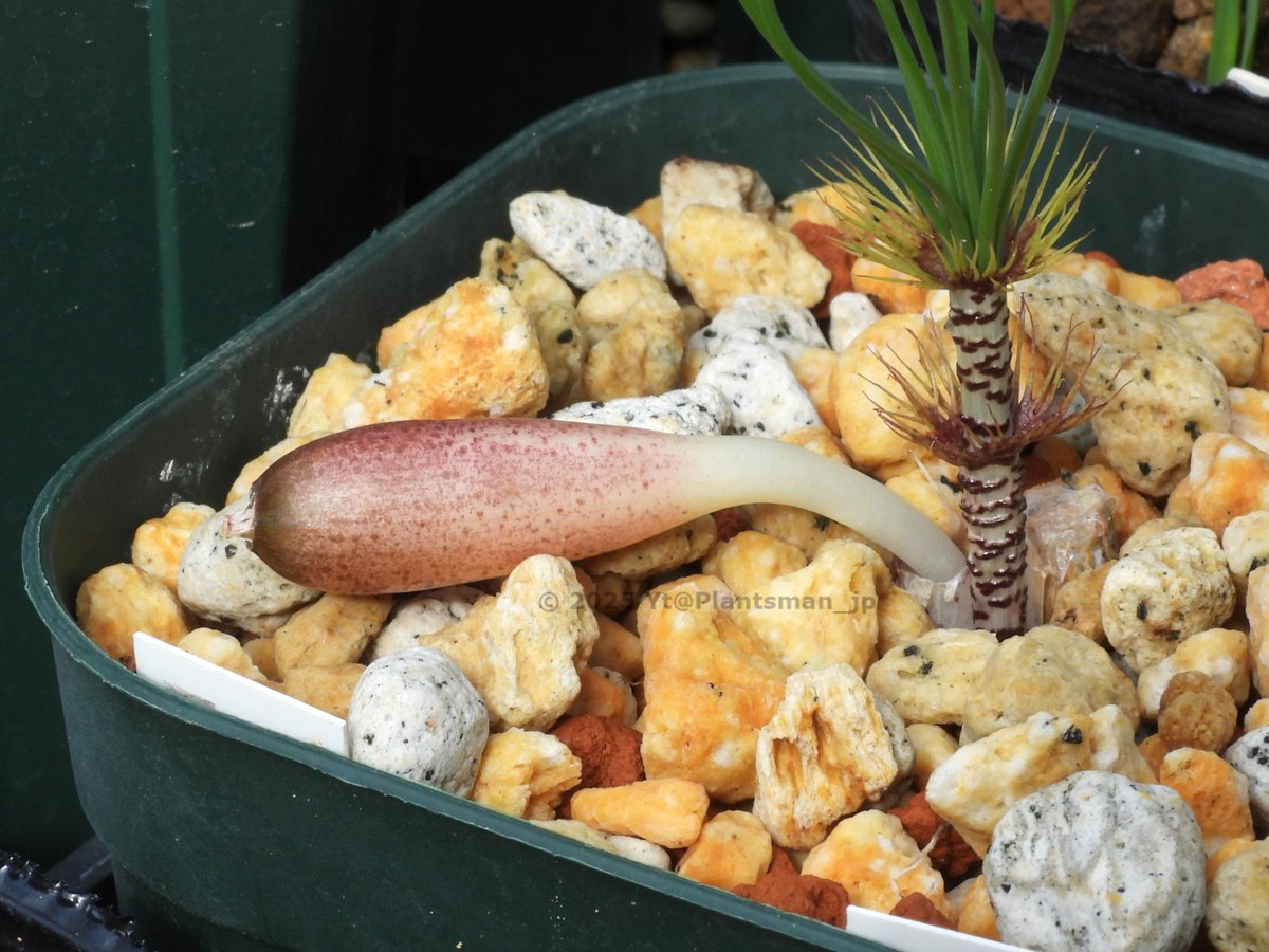 Plantsman_jp's tweet photo. #Gethyllis verticillata
さらに果柄が伸びて、果実がゴロッと横たわってるから軽く引っ張ったら全く抵抗なく抜けちゃった。そのまま転がして様子見することに。
#ゲチリス https://t.co/XGMYOG6cjJ