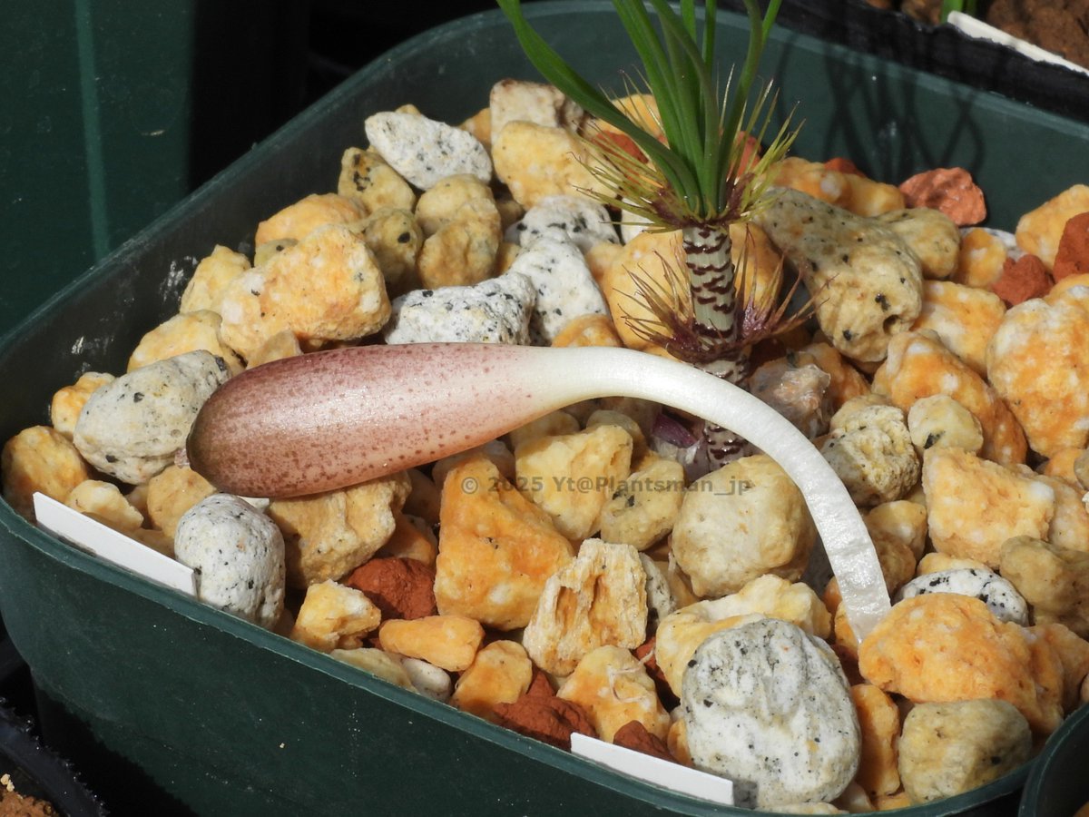 Plantsman_jp's tweet photo. #Gethyllis verticillata
さらに果柄が伸びて、果実がゴロッと横たわってるから軽く引っ張ったら全く抵抗なく抜けちゃった。そのまま転がして様子見することに。
#ゲチリス https://t.co/XGMYOG6cjJ