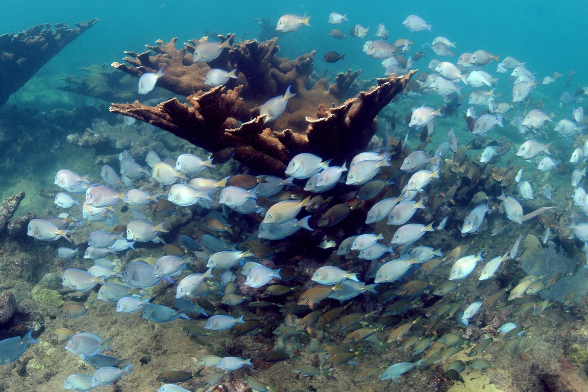 noaacoastalsci's tweet photo. #DYK that #CoralReefs can mitigate flood damages to tropical coastal communities? A recent study shows coral reef restoration in Florida &amp; Puerto Rico could save thousands of lives and prevent hundreds of millions of dollars in damage annually. #CoralsWeek
https://t.co/CLYPrFgNdt https://t.co/YxBUZ03dFR