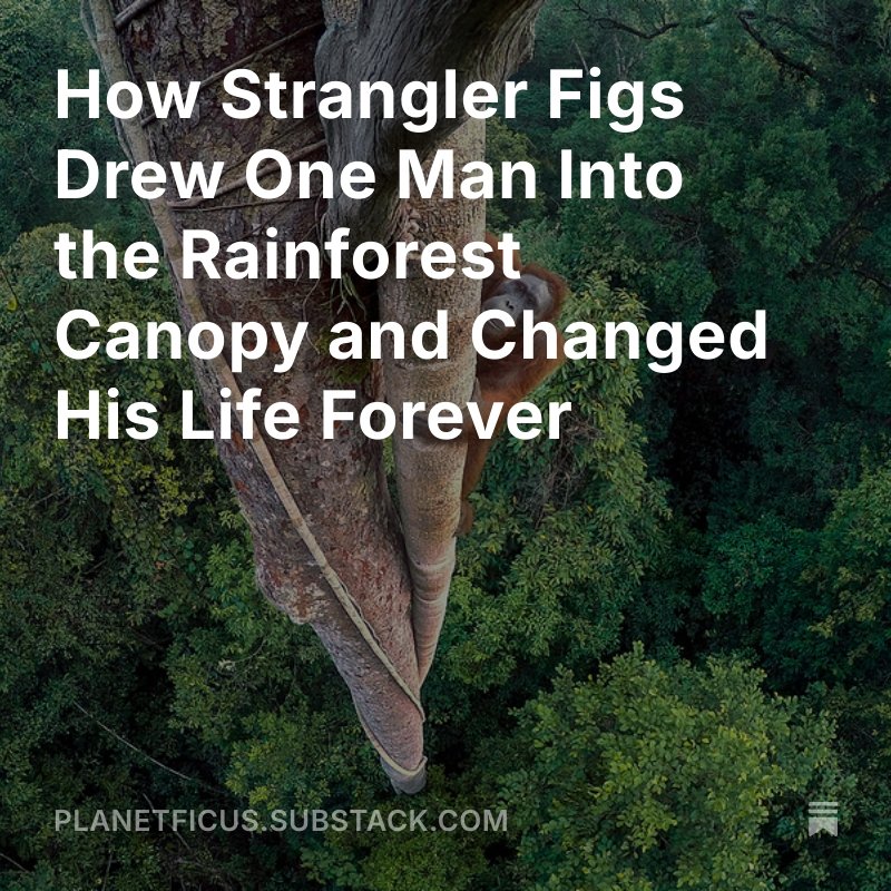 shanahanmike's tweet photo. Here’s my latest dispatch from Planet Ficus. Come for the orangutan, stay for the hornbills! https://t.co/q4vQ8AFC7j https://t.co/1cEwjncNB1