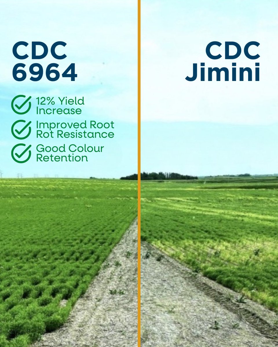 Simpson Seeds tweet media