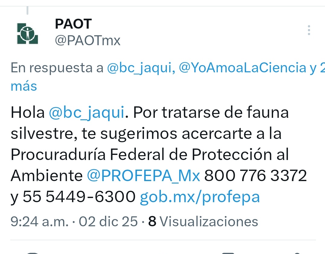 YoAmoaLaCiencia's tweet image. PAOT dice “no le toca”: guacamayo en riesgo de morir

La PAOT, bajo la dirección de Mónica Vietnica Alegre González, sigue poniendo pretextos para no ayudar a los animales que lo necesitan.

Esta vez un guacamayo verde, especie amenazada, que lleva meses en deterioro extremo…