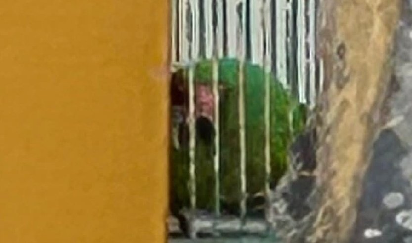 YoAmoaLaCiencia's tweet image. PAOT dice “no le toca”: guacamayo en riesgo de morir

La PAOT, bajo la dirección de Mónica Vietnica Alegre González, sigue poniendo pretextos para no ayudar a los animales que lo necesitan.

Esta vez un guacamayo verde, especie amenazada, que lleva meses en deterioro extremo…