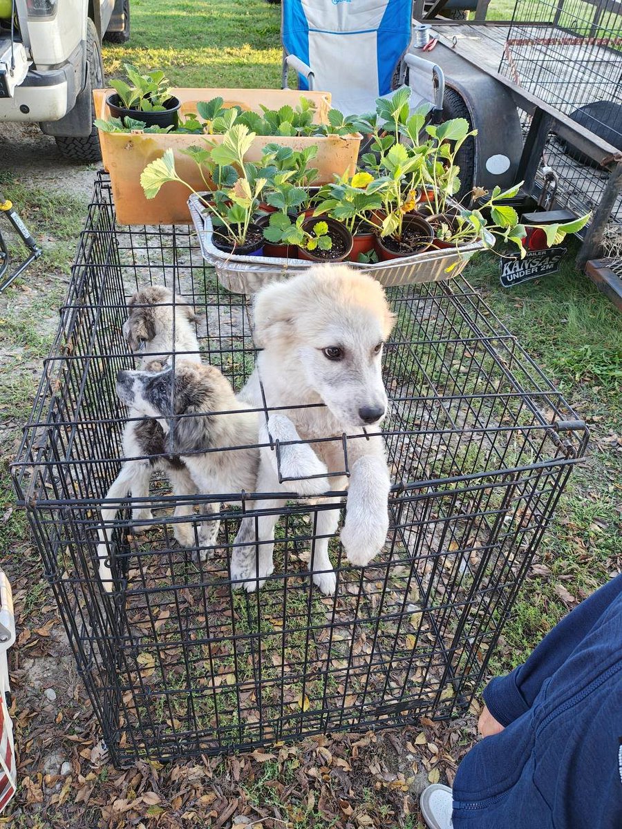 usebigkey's tweet image. What an adorable dog!