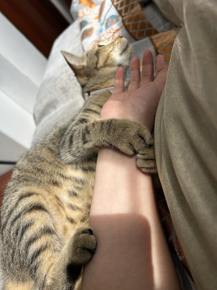 ZekeGuido's tweet photo. Baby Cat https://t.co/3PMURikoK3