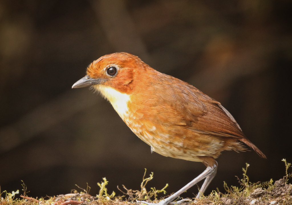 Red-and-White Antpitta - a major target on our SE Peru trip. Absolutely mega views of this difficult bird 😍