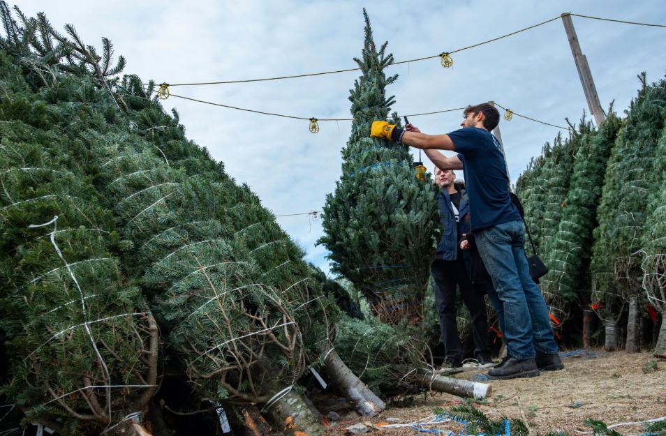 🌲"Los aranceles y la logística impactan los árboles de Navidad artificiales" 🌐📈
⏫Desde la era Trump, los árboles artificiales importados de China están sujetos a aranceles del 25%, incrementando costos que en su mayoría absorben los minoristas para no afectar al consumidor