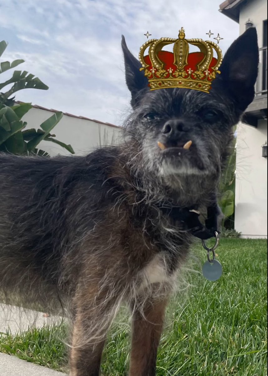 CMPunkStories's tweet image. My thoughts are with Punk and AJ at this time.

Losing a pet is a horrible experience. I hope they can both take solace in the fact that they gave Larry an incredible life from the moment they got him. 

Thank you both for sharing Larry with the world and making us smile. ❤️🐾