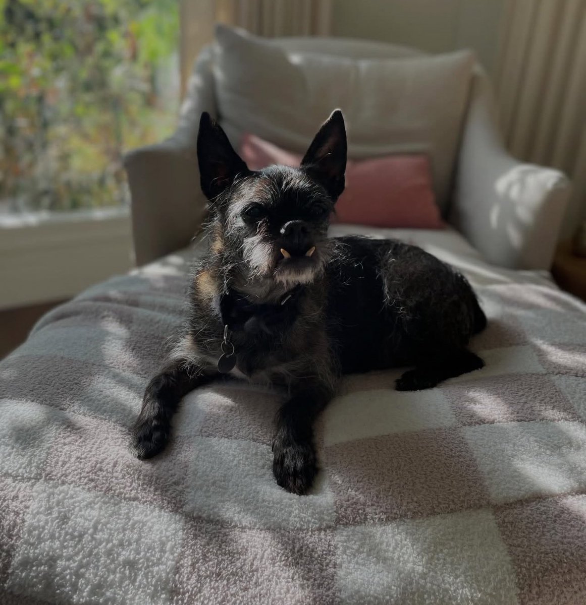 WrestleOps's tweet image. CM Punk announces that Larry has passed away.

(via cmpunk | Instagram)