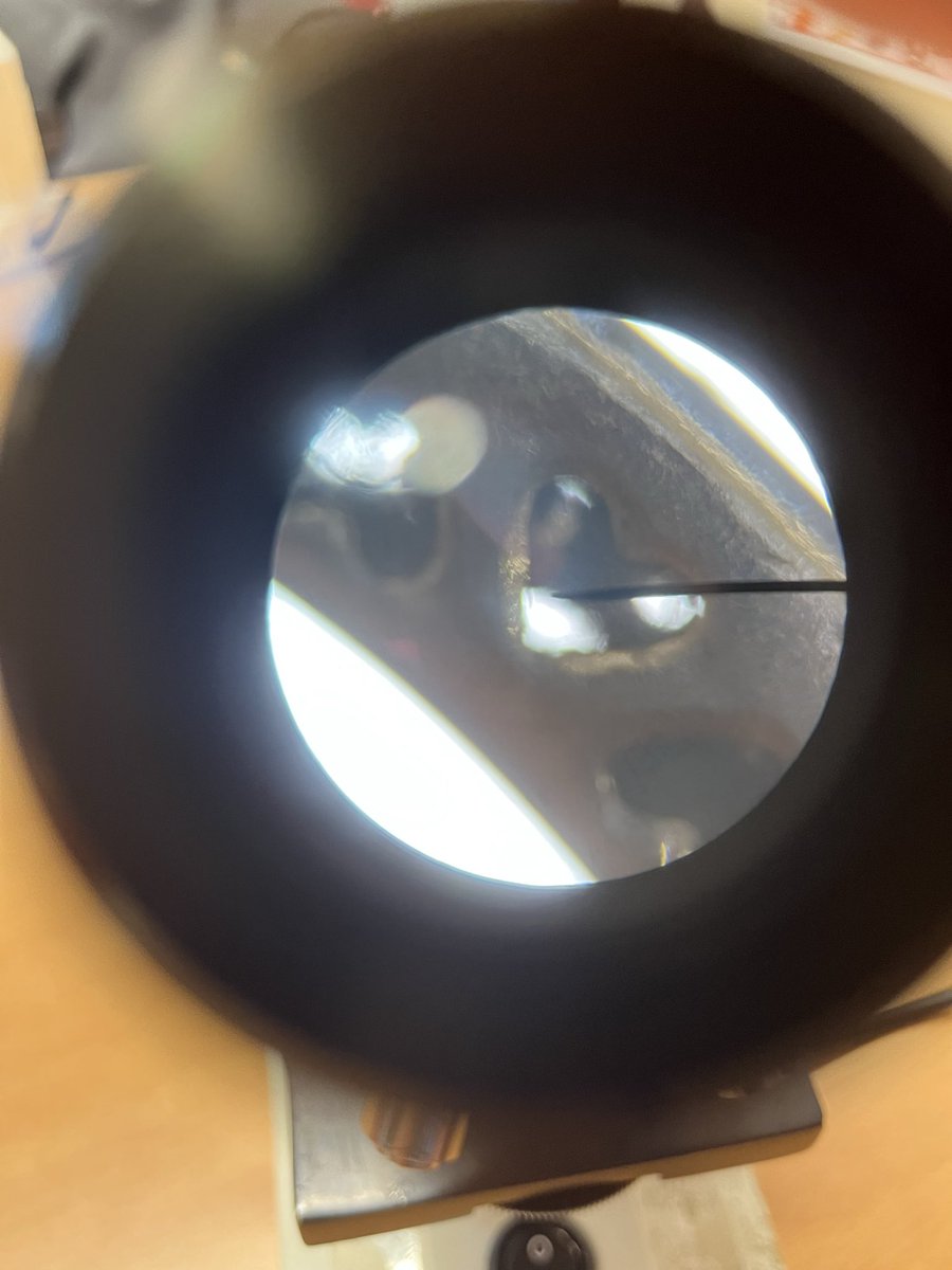 HermiAcadSci's tweet image. More Biology for Saint Joseph’s Primary today 🔬 🧑‍🔬 #UNCRCArticle29