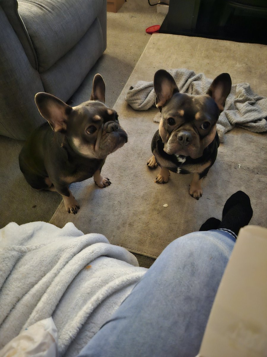 MRSREALOPINIONS's tweet image. Chimmykin yay please mum can I have some more 😂💙❤️
#frenchie #dogsofX