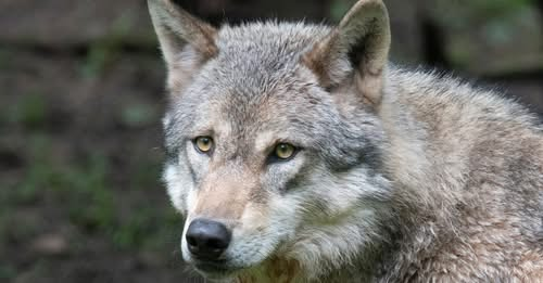 Petitie tegen wolf in Gelderse Vallei heeft al 10.000 handtekeningen: ‘Waarom wachten tot er een kind wordt aangevallen’ - AD Amersfoortse Courant ad.nl/barneveld/peti…