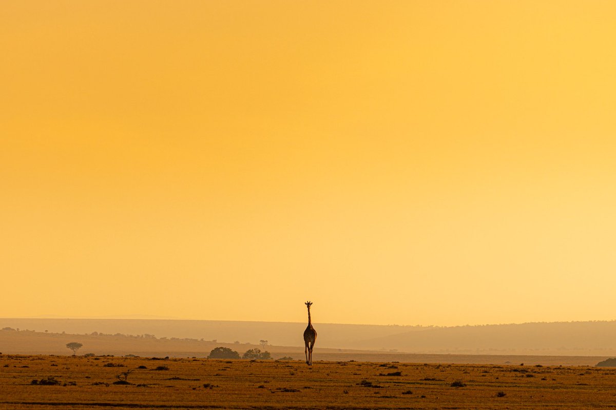 jontcphoto's tweet image. Algunos instantes que pude captar la semana pasada en Kenia, un país que te atrapa y captiva, donde el reino animal, triunfa por encima de todo.

Volveremos. Y ya tenemos nuevas fechas: del 1 al 9 de diciembre de 2026.
jontcphoto.com
