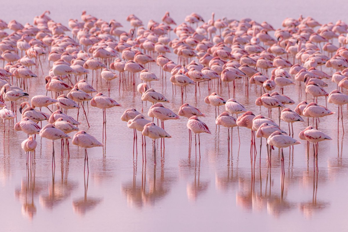 jontcphoto's tweet image. Algunos instantes que pude captar la semana pasada en Kenia, un país que te atrapa y captiva, donde el reino animal, triunfa por encima de todo.

Volveremos. Y ya tenemos nuevas fechas: del 1 al 9 de diciembre de 2026.
jontcphoto.com